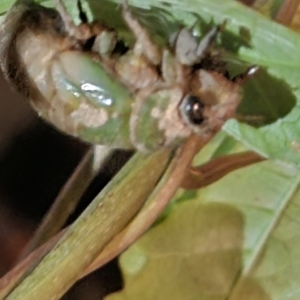 cicada pre-shedding