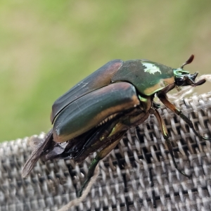 green beetle