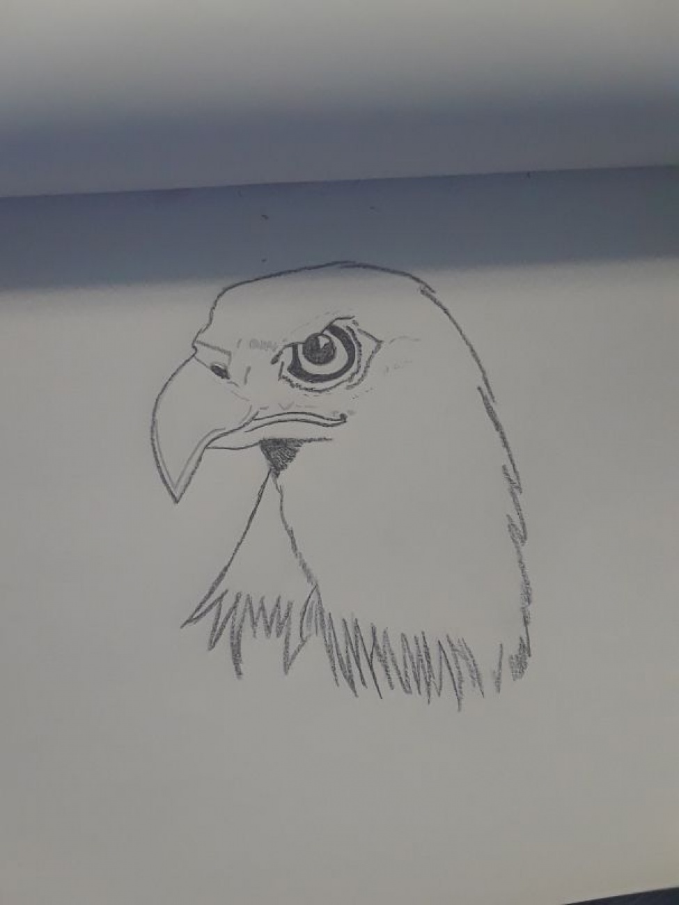 Bald eagle