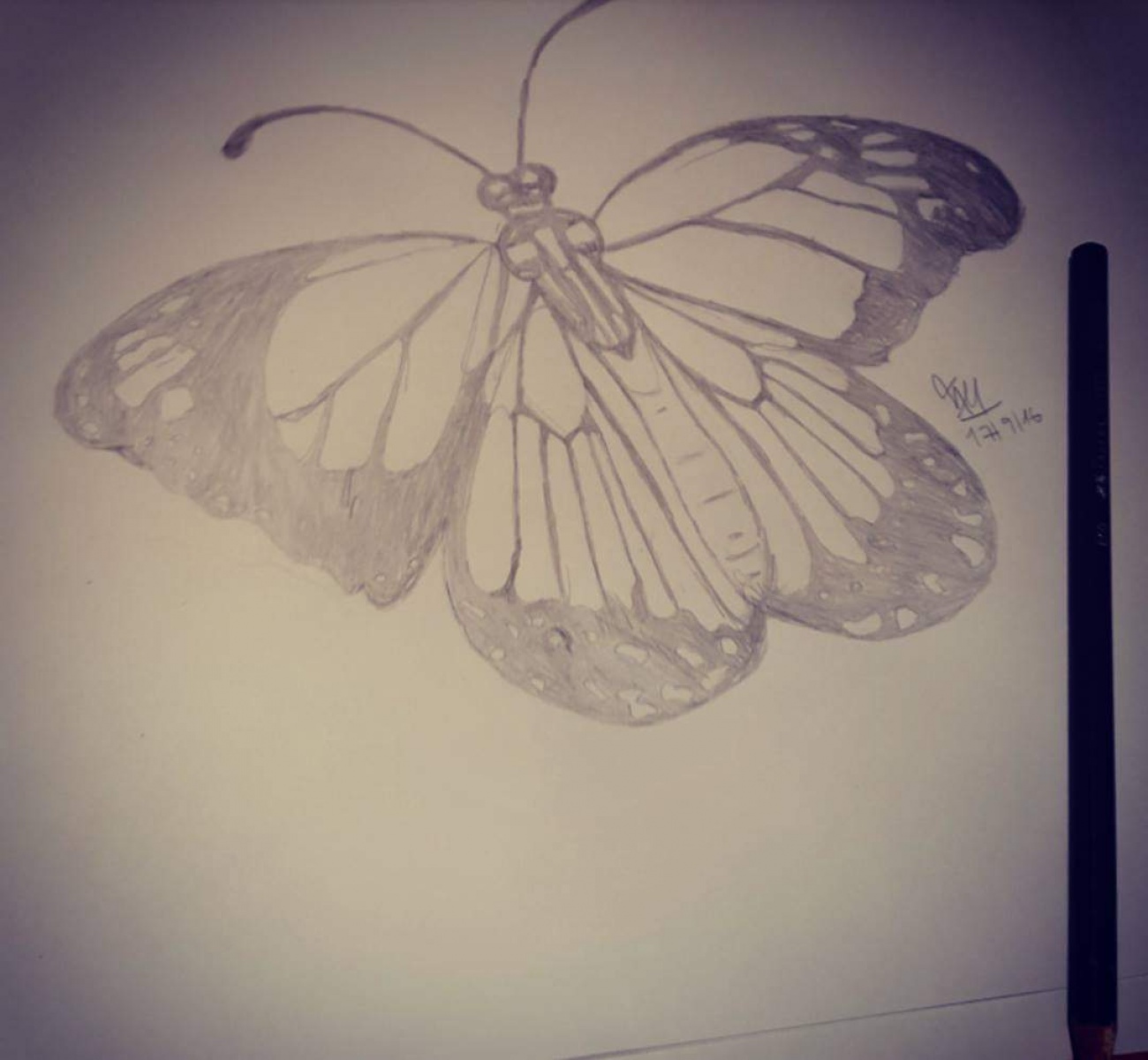 Butterfly 