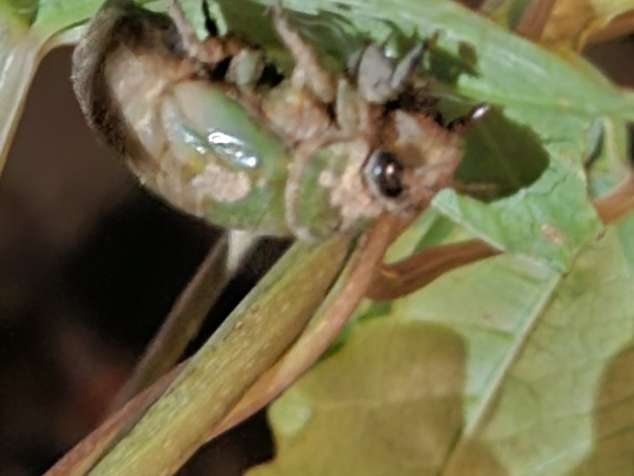 cicada pre-shedding