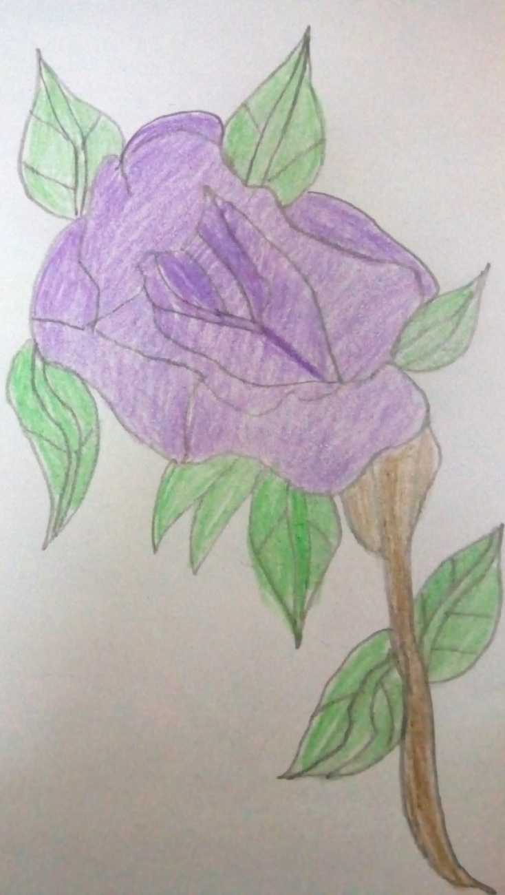 Displays Purple Flower