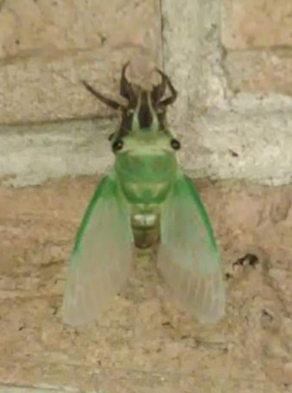 drying cicada 