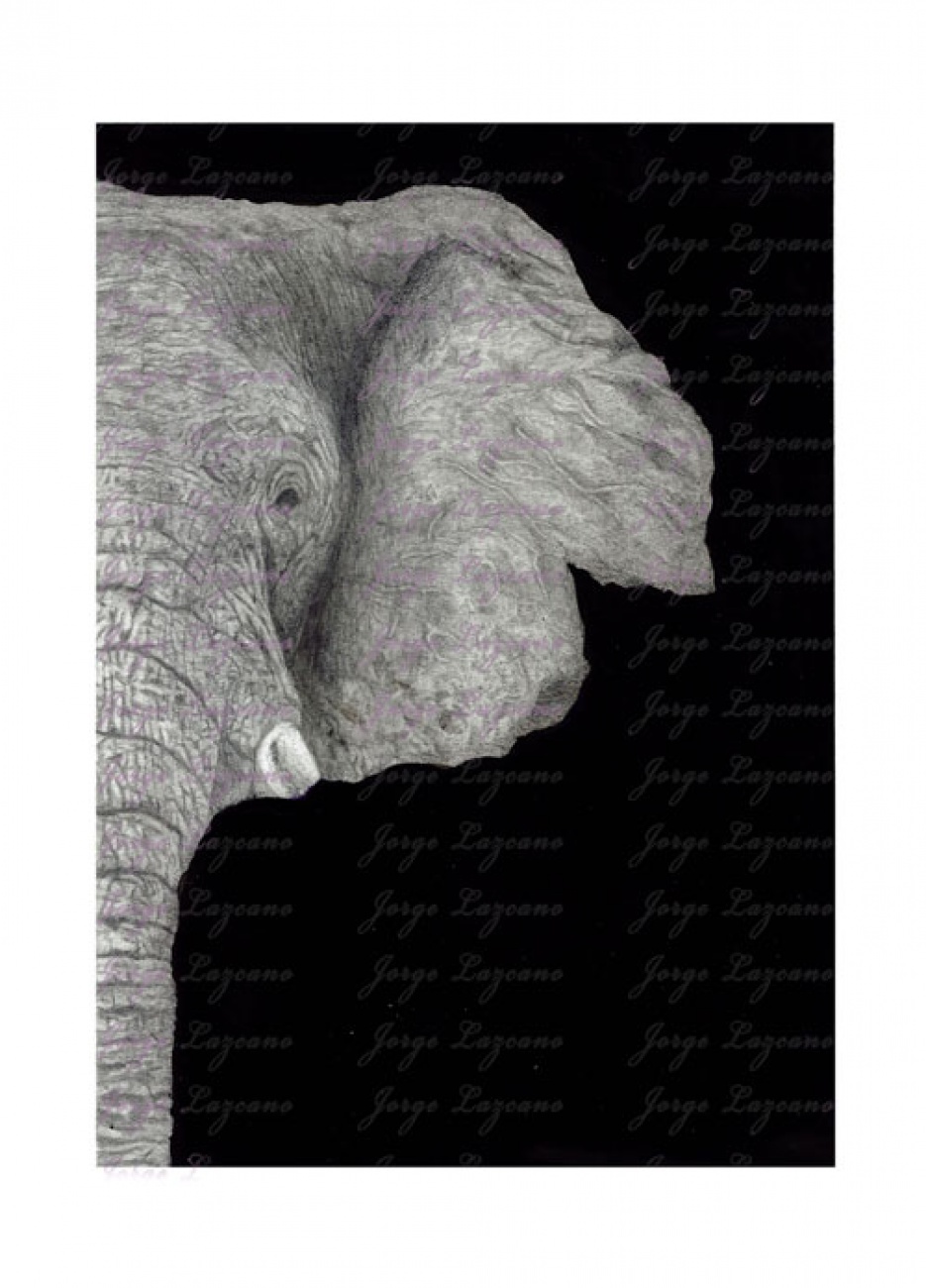 Elephant Graphite (1)