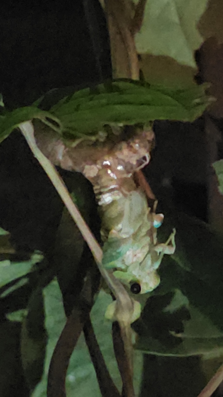 emerging cicada