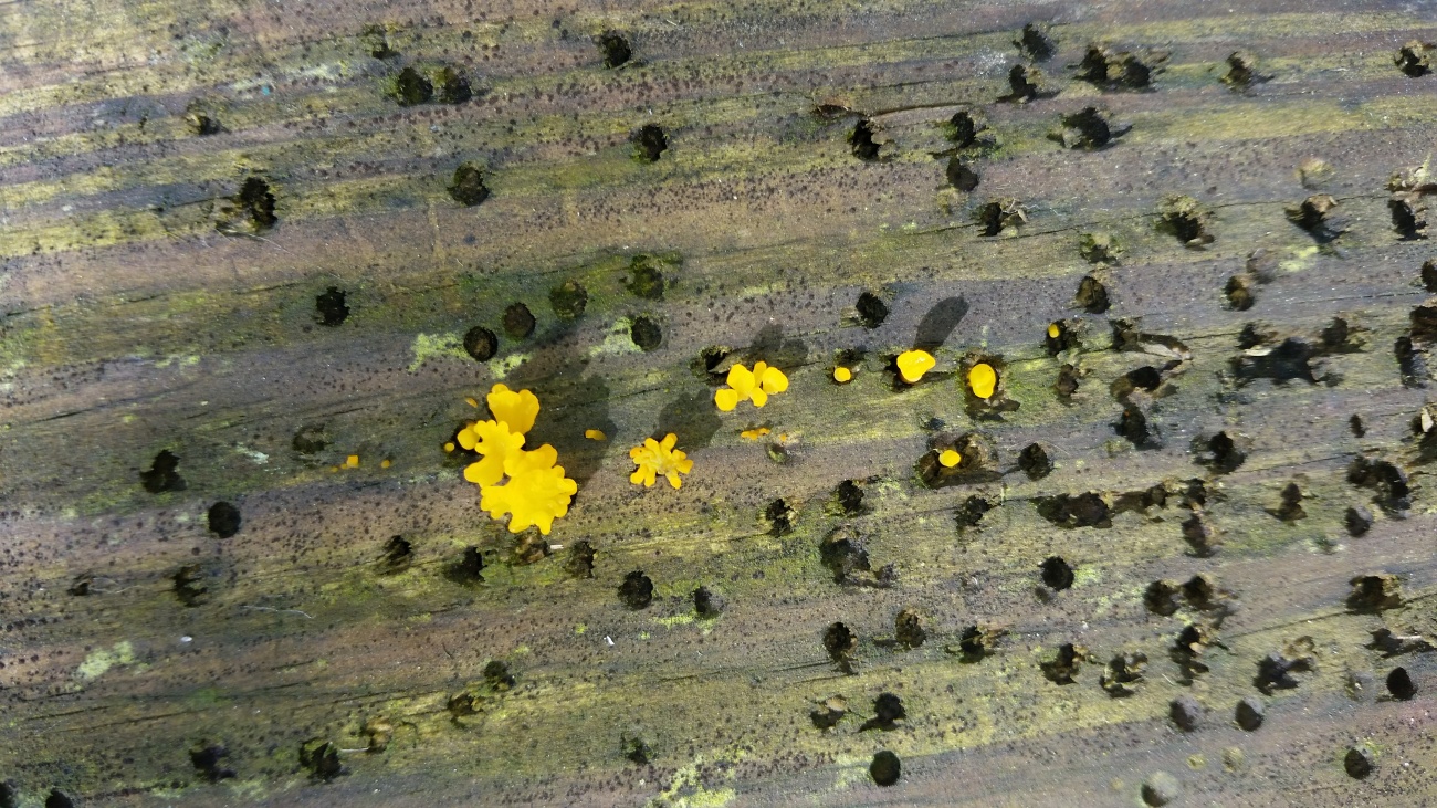 Fungi flower growth 