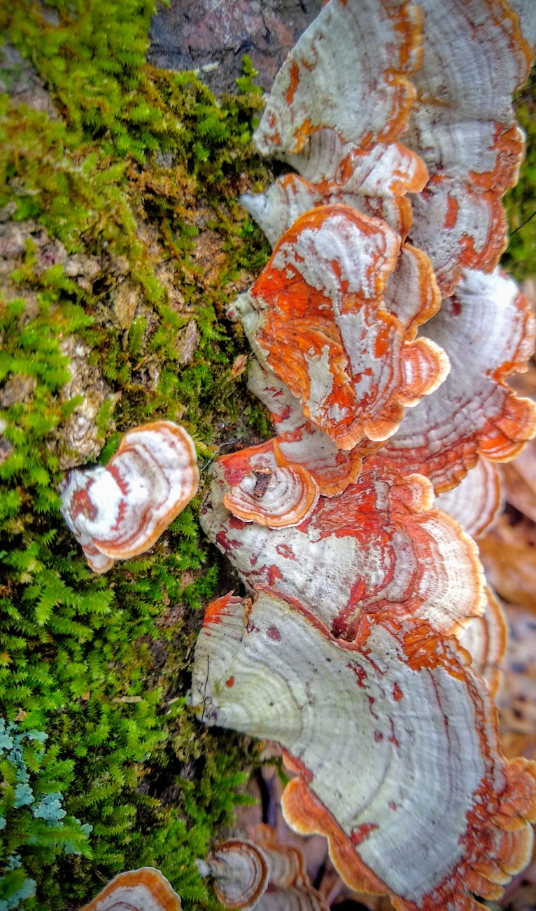 Growing on a fallen oak