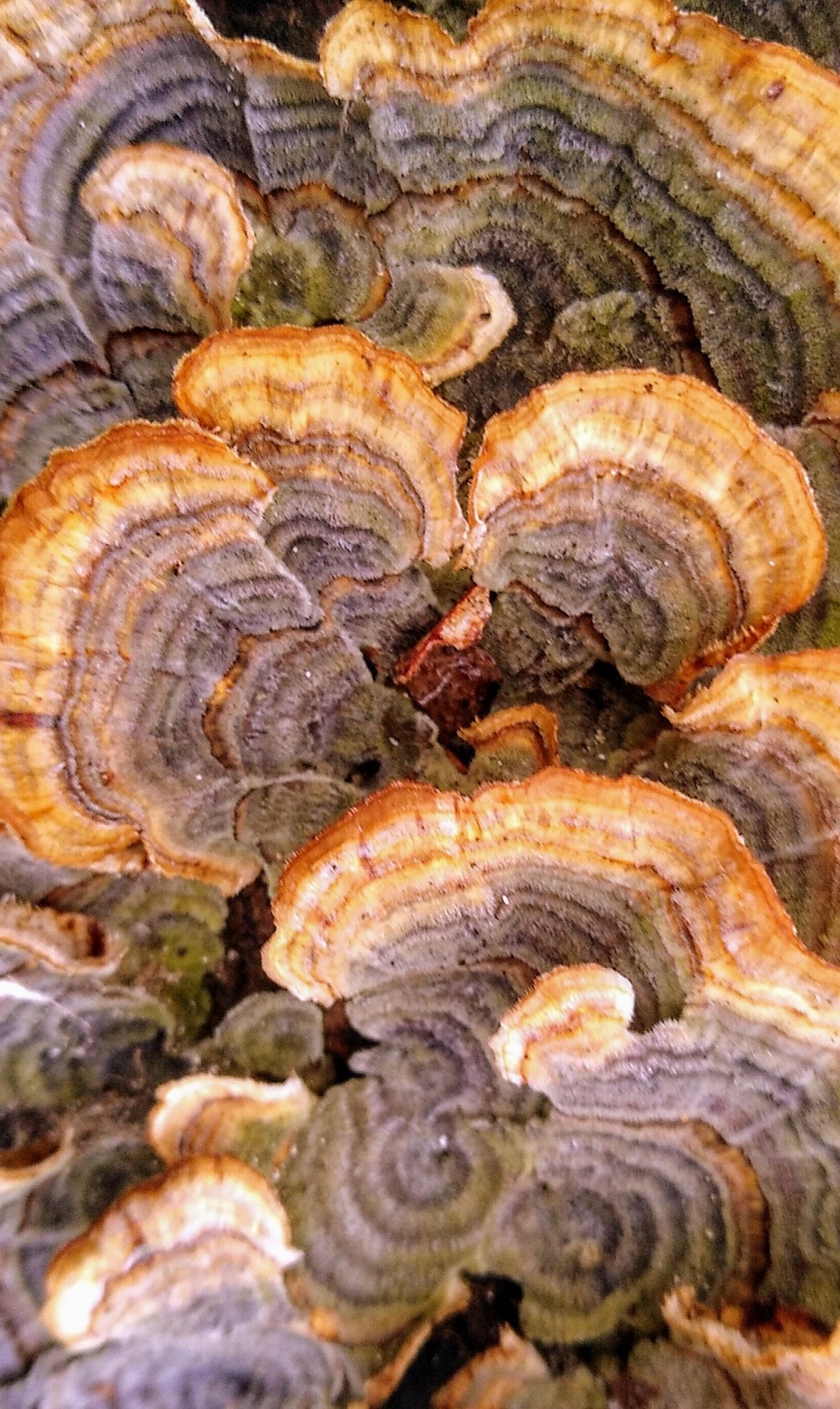 Growing on an old fallen oak