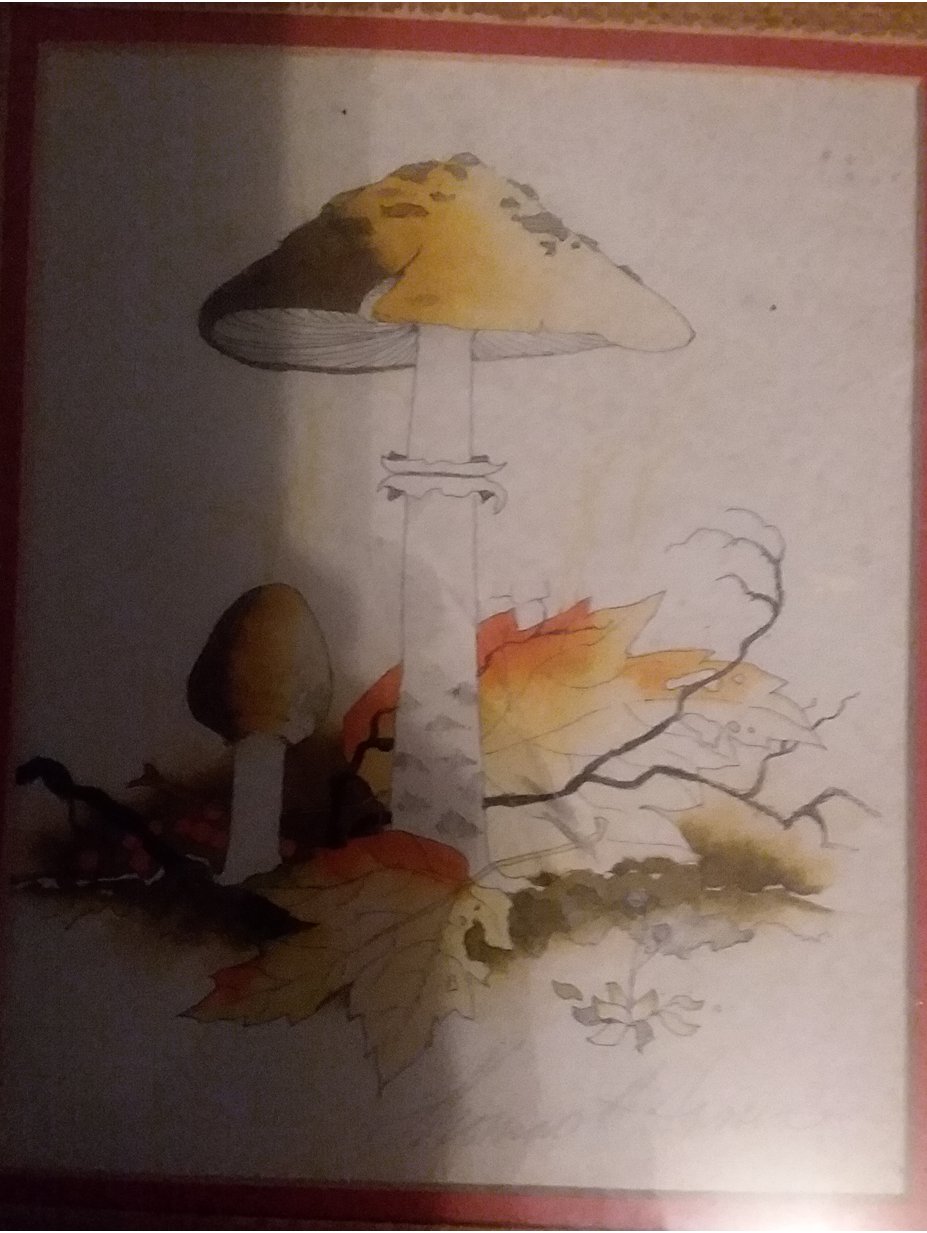 Ink cap mushroom 