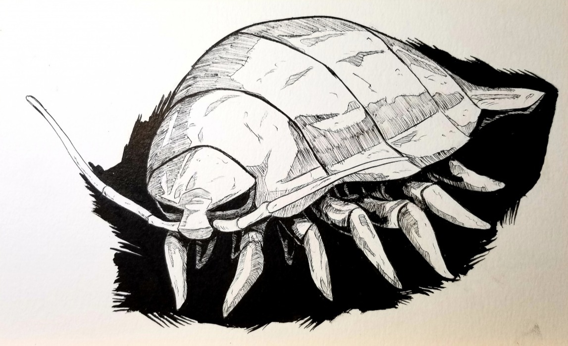 Isopod