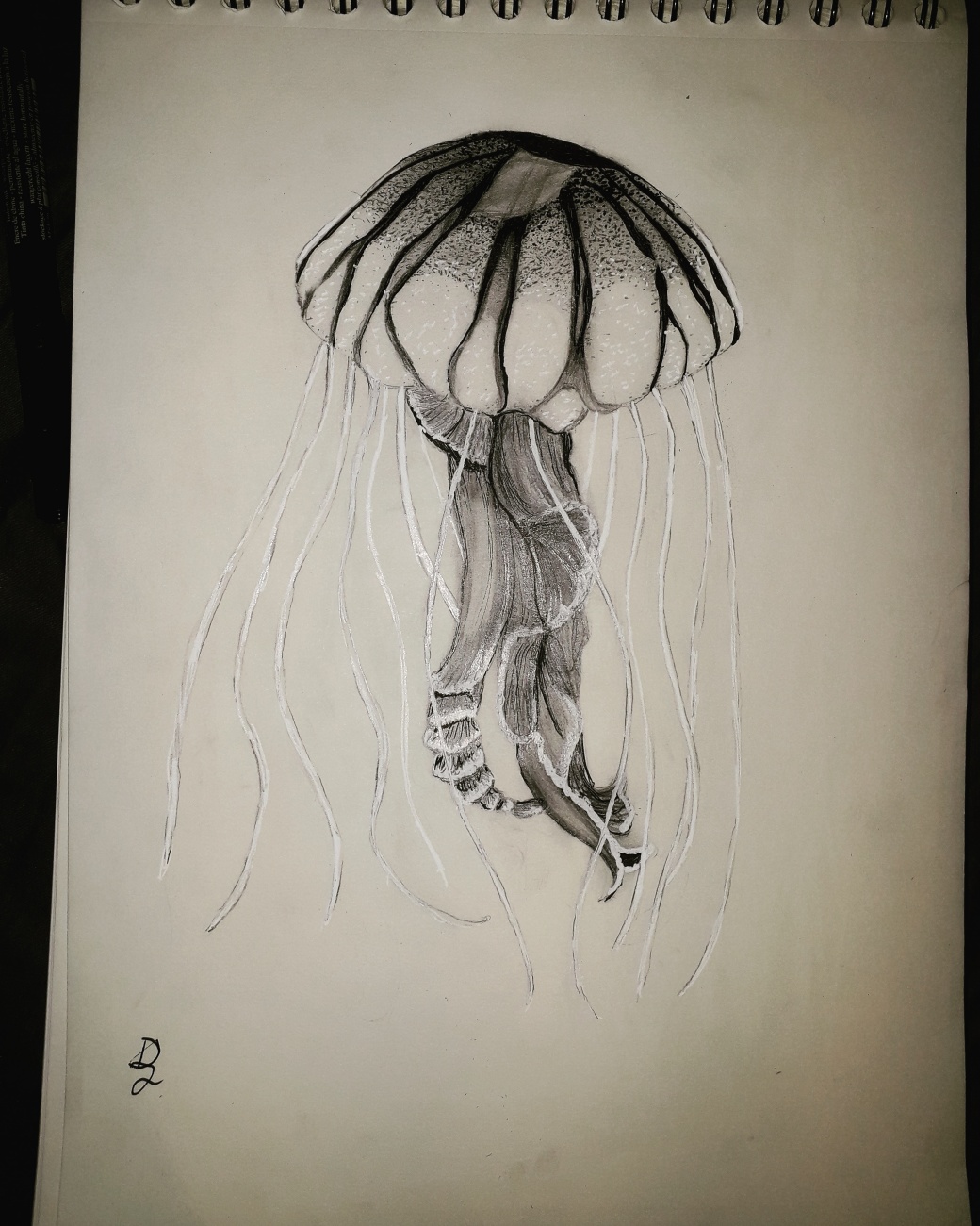 Jellyfish