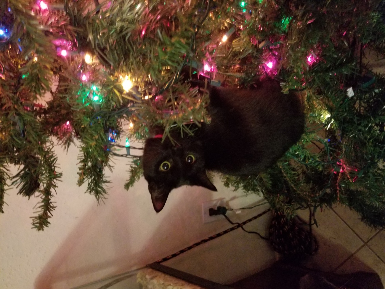 Kitty Christmas tree