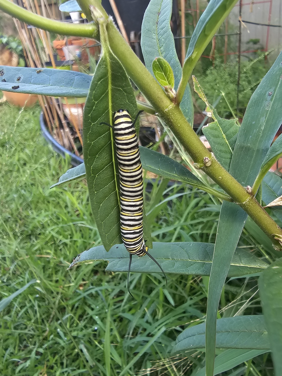 monarch catepillar