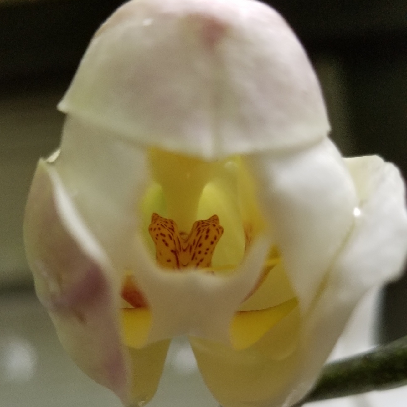 moth orchid