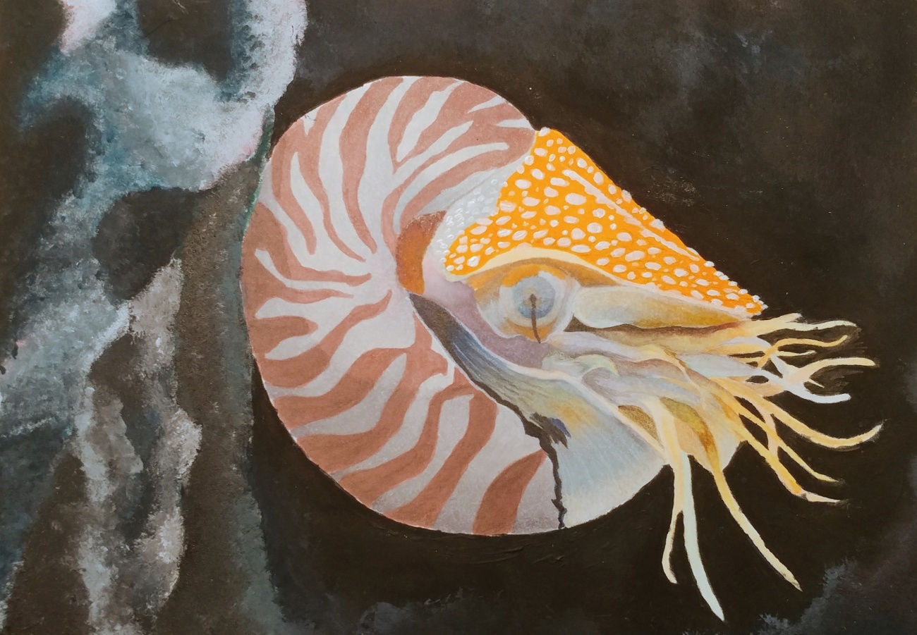 Nautilus