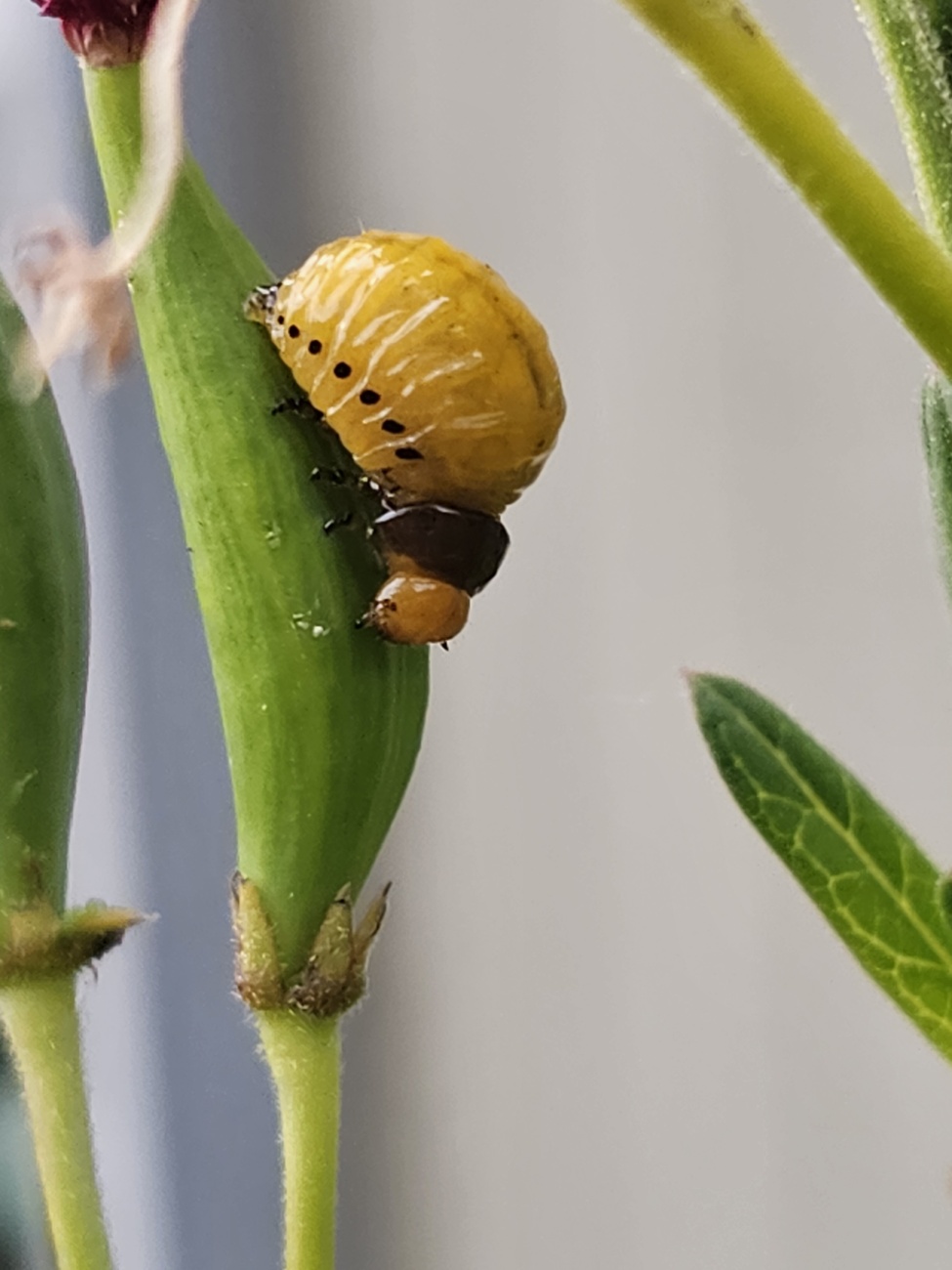 nymph lunching