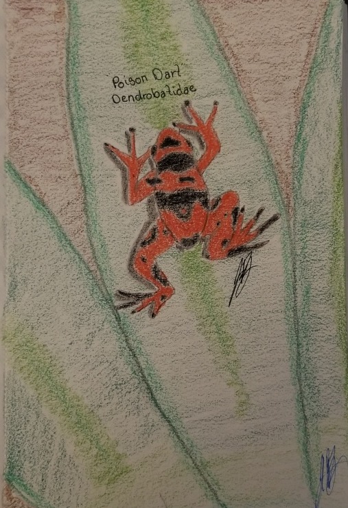 Poison Dart frog