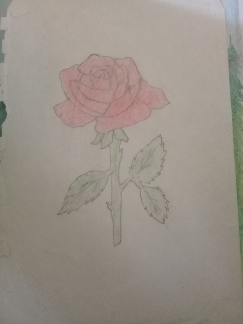 Rose