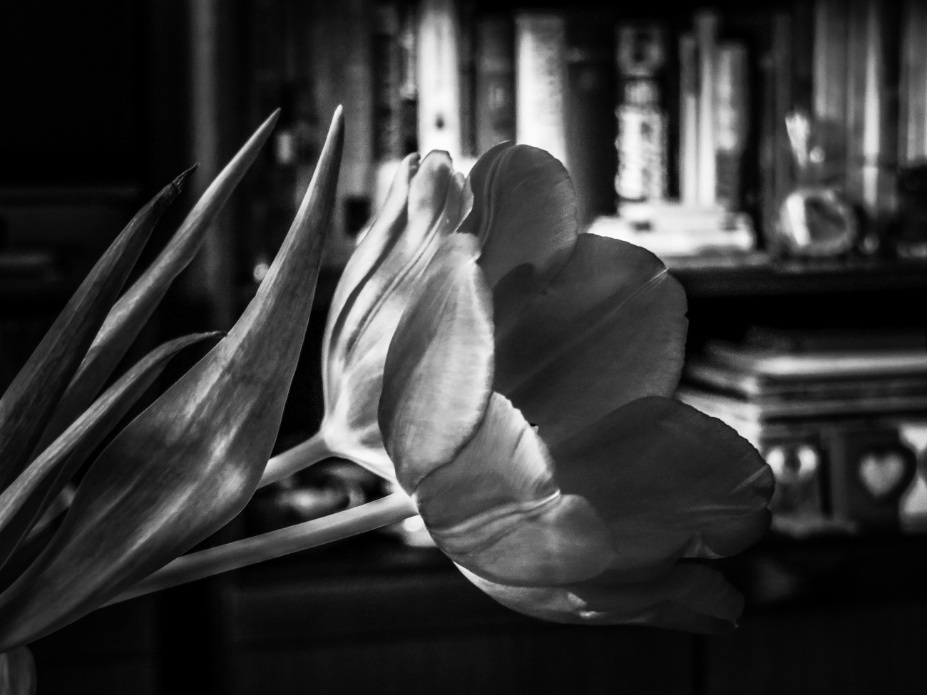 Silver tulip