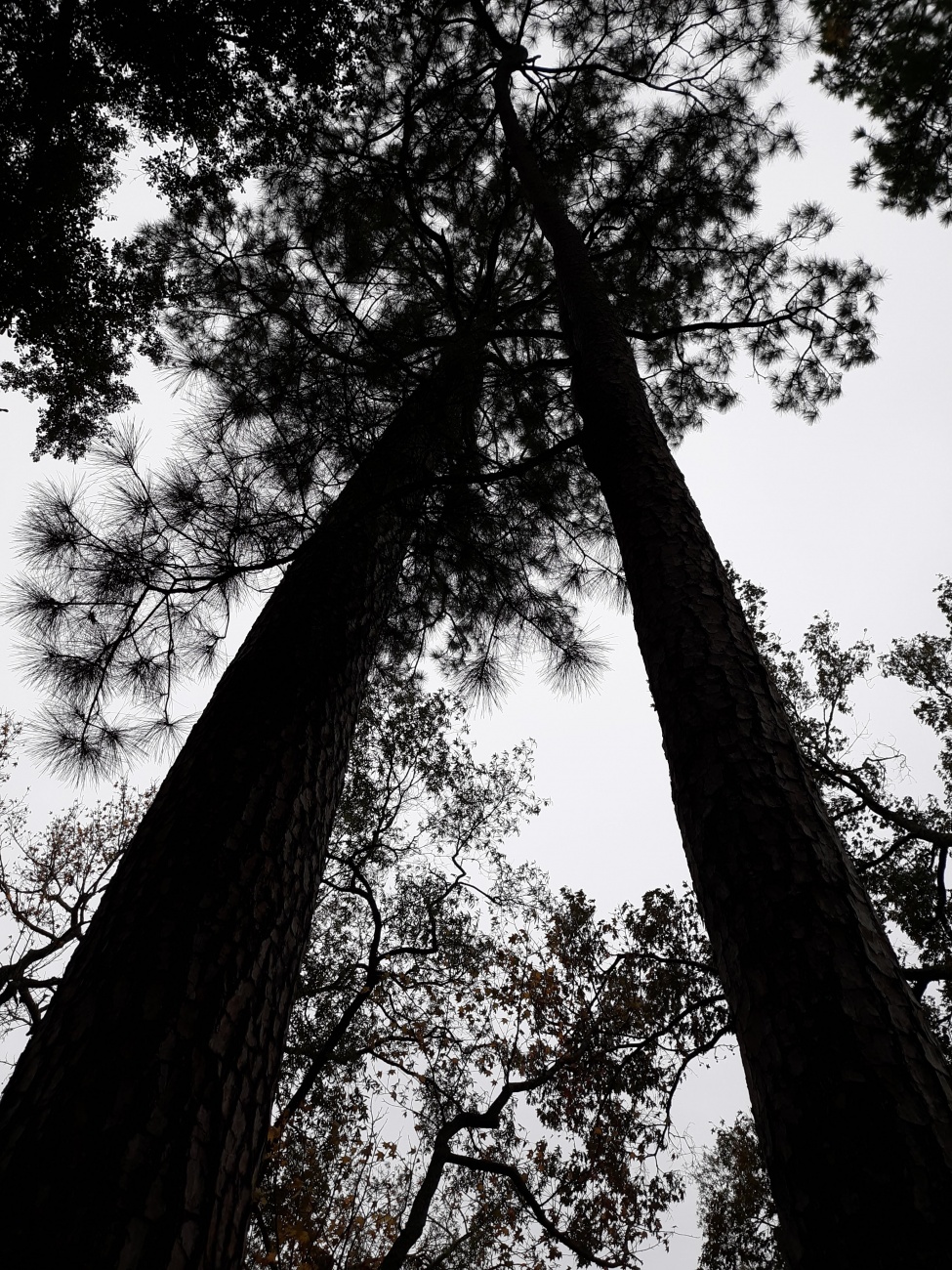 Tandem tree tops 