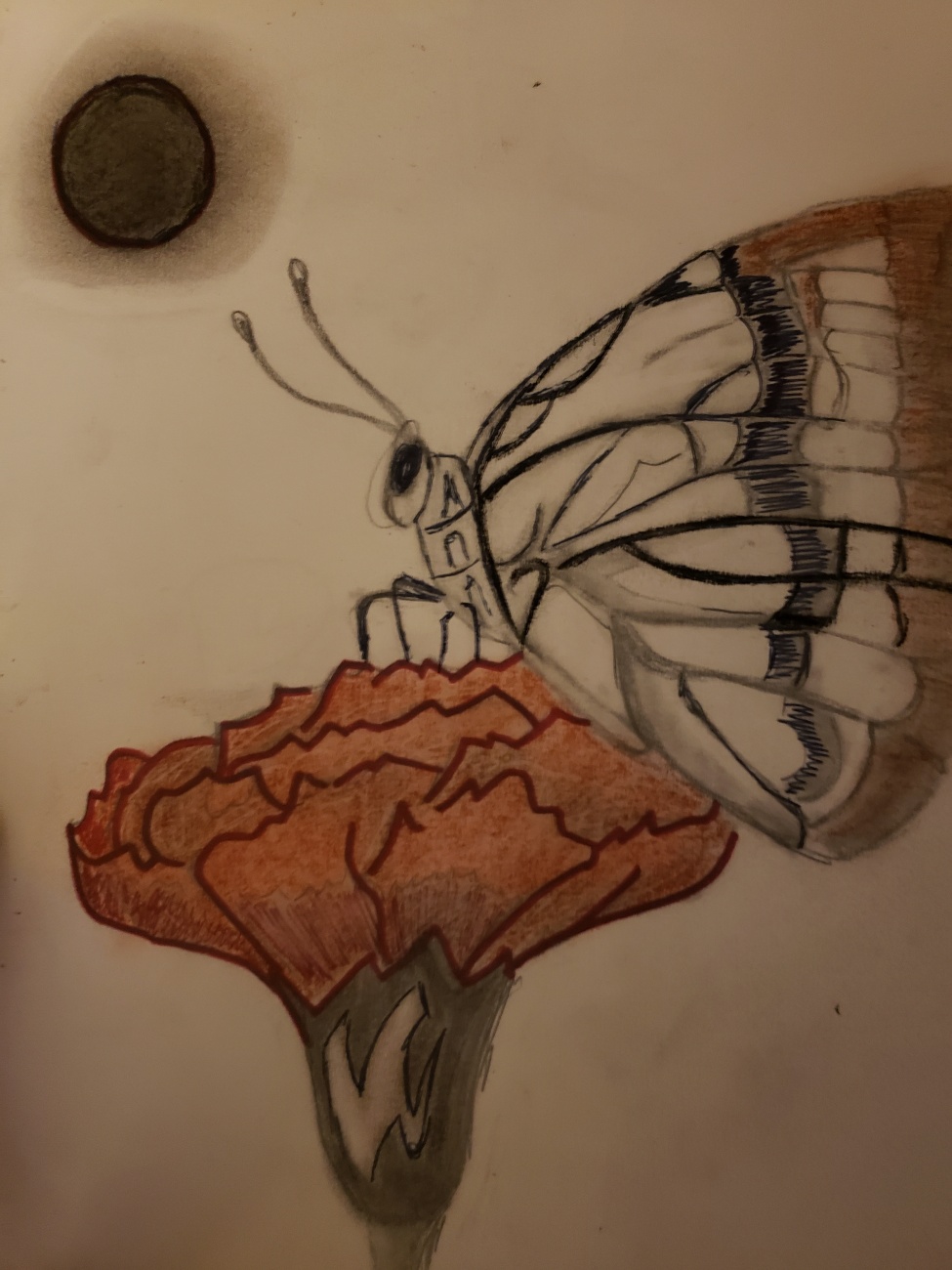 The butterfly and the moonflower