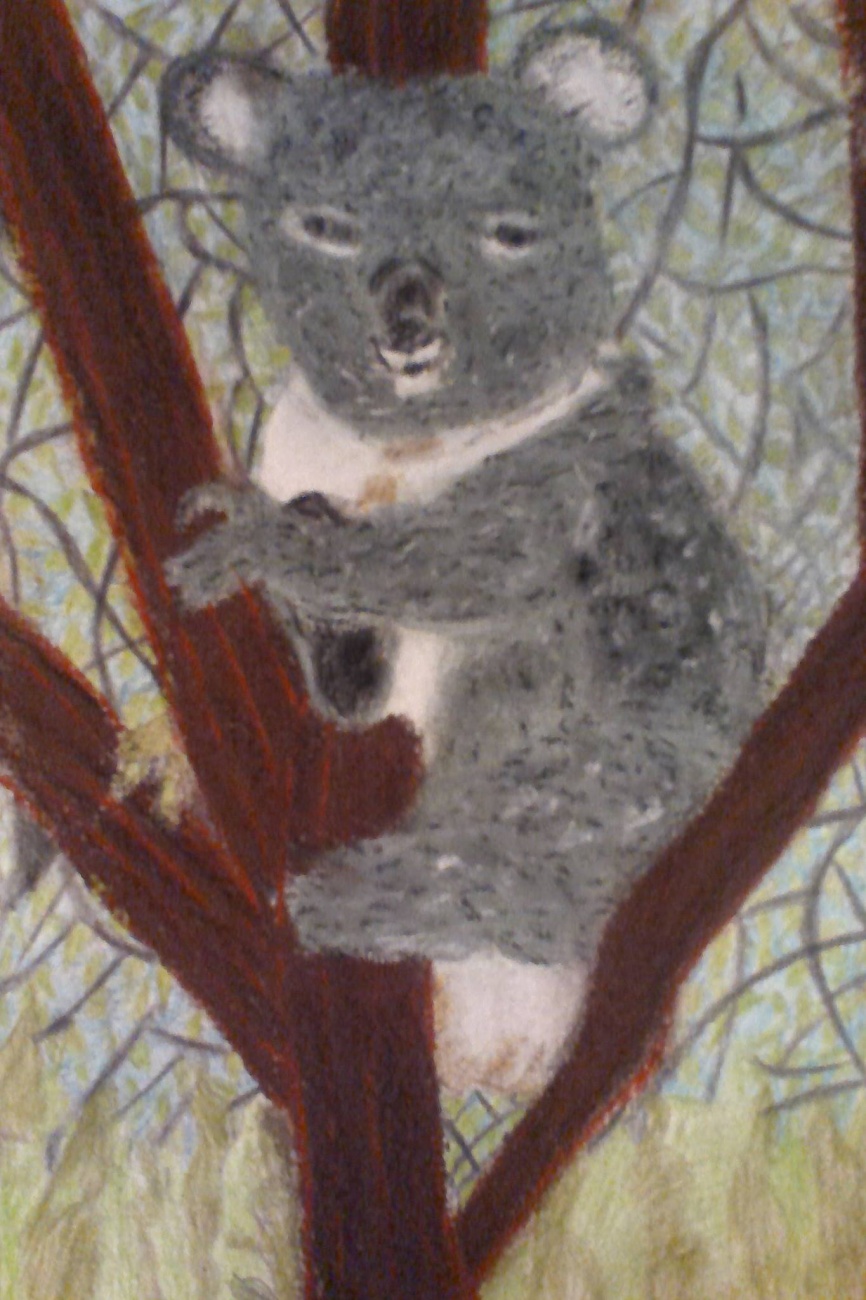 Un koala/A koala.