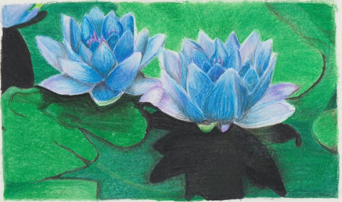 Water Lily