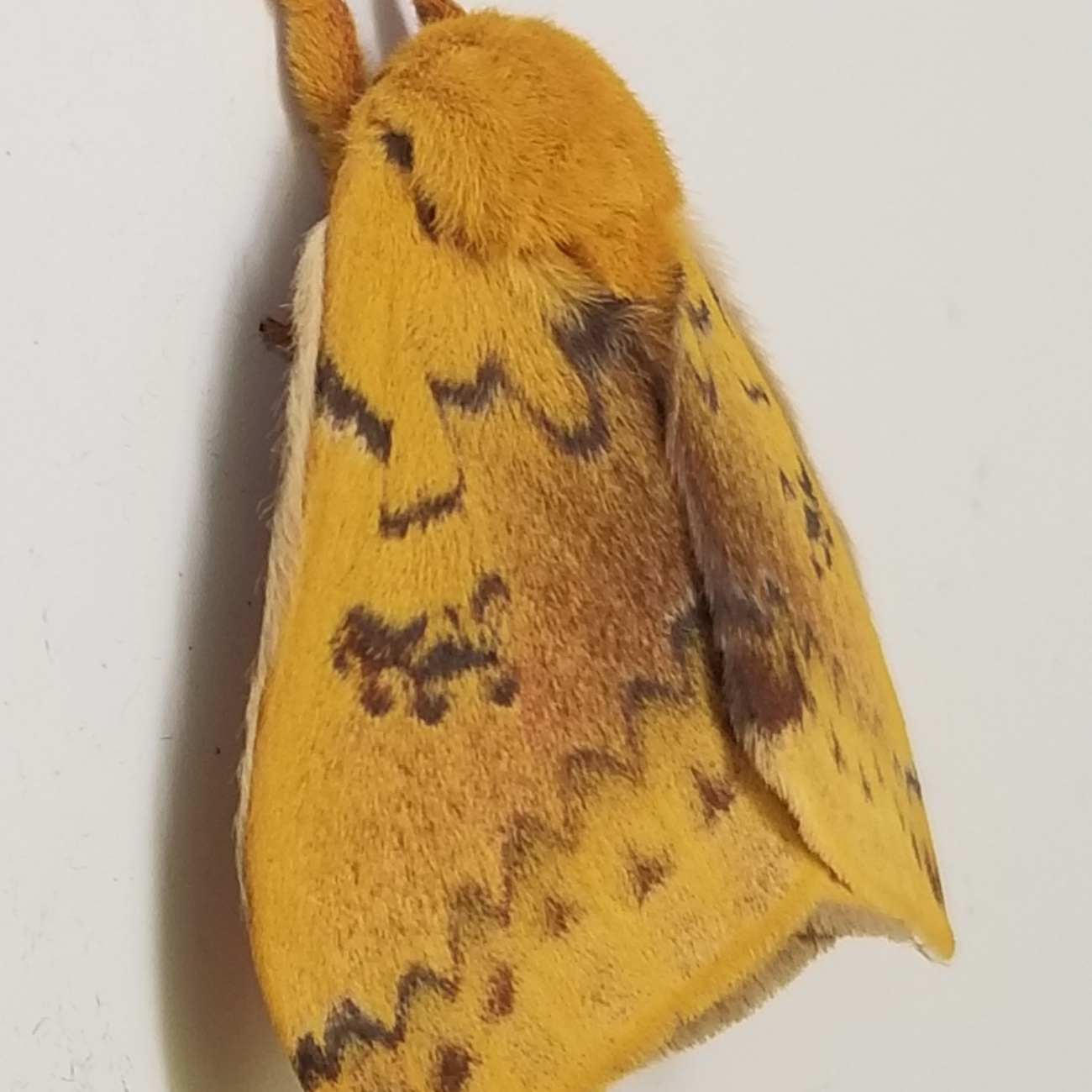 Yellow moth up close